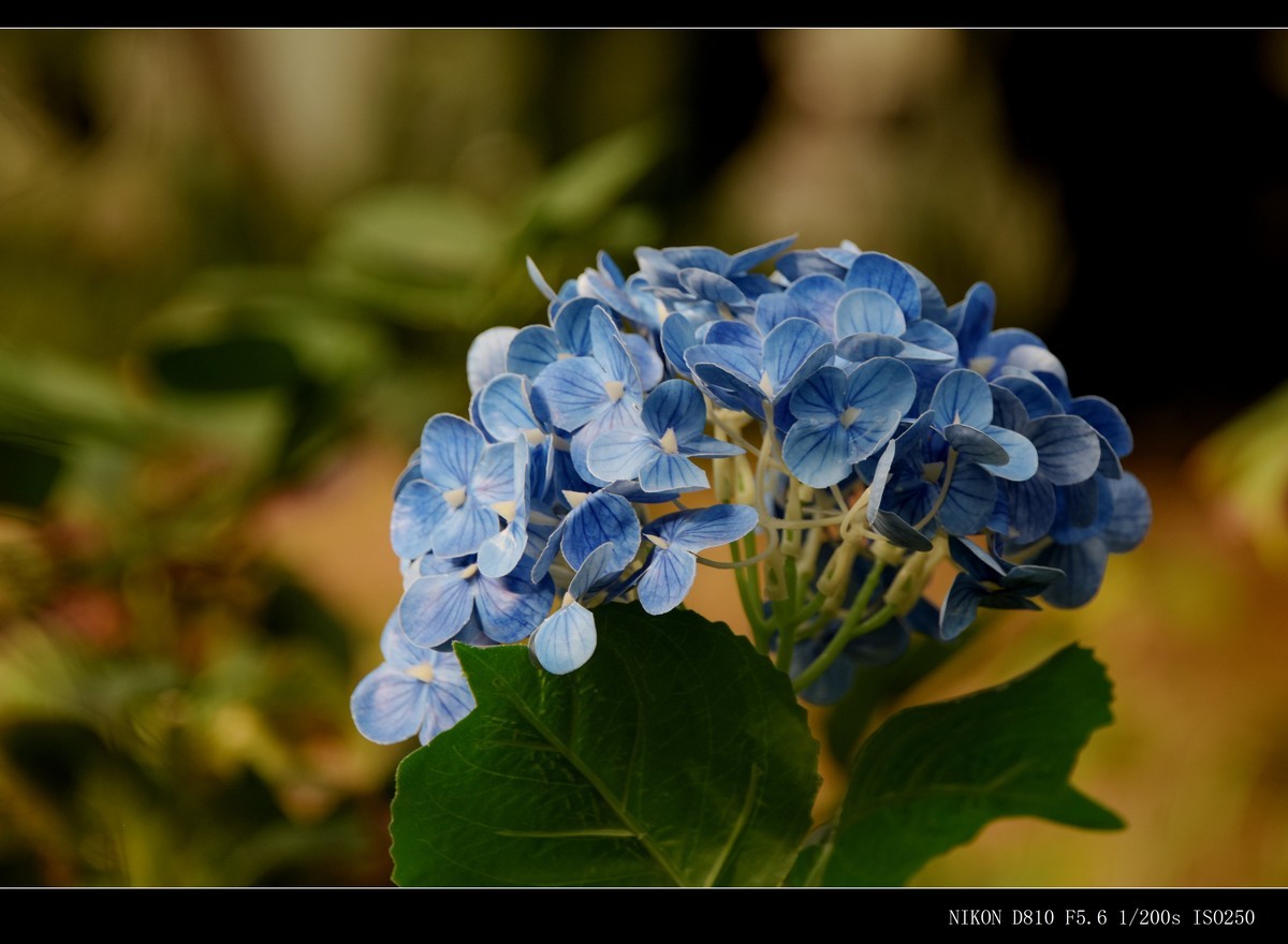 生态园拍花卉－绣球花 · 杜鹃花 · 朱蕉