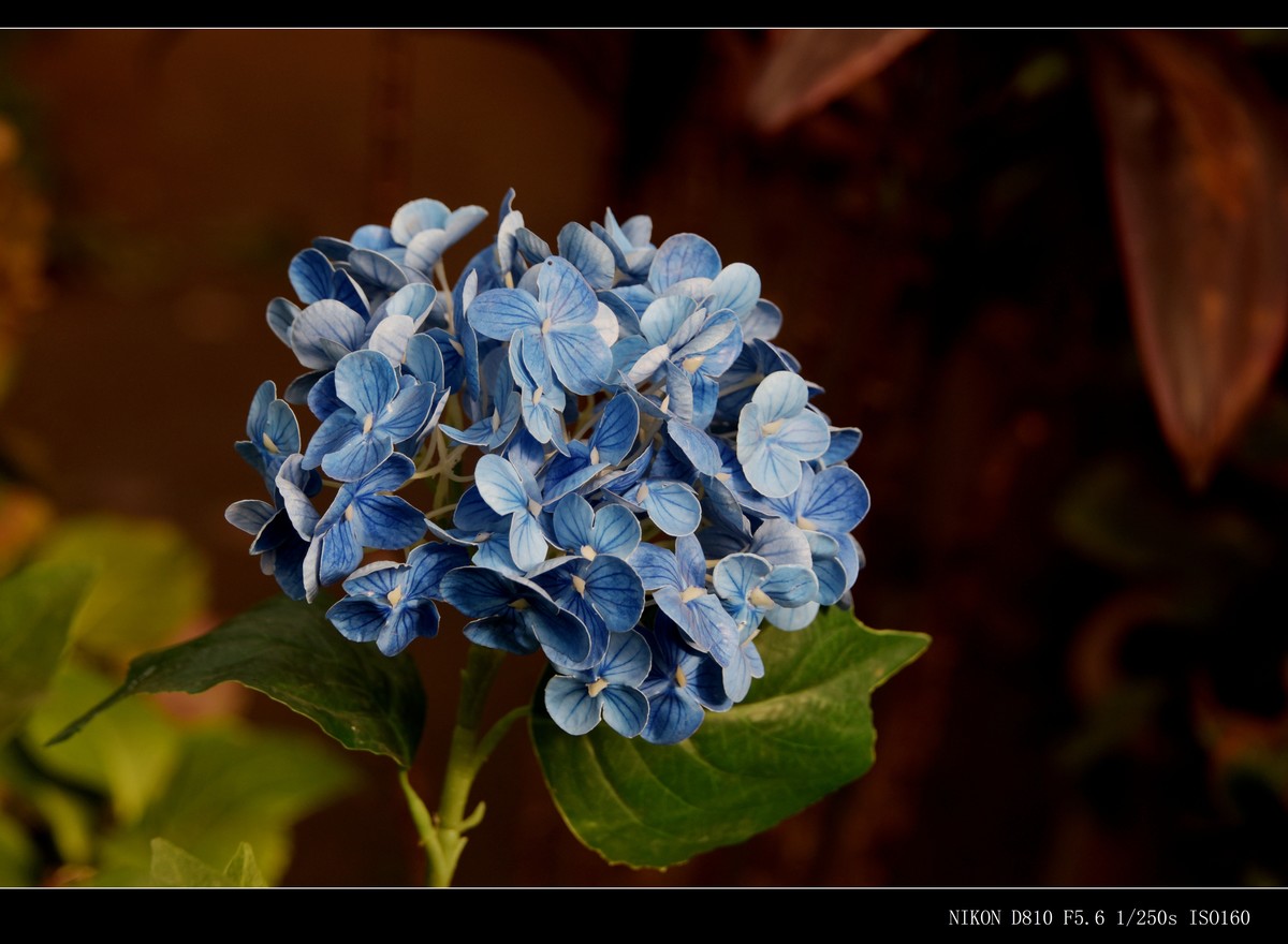 生态园拍花卉－绣球花 · 杜鹃花 · 朱蕉