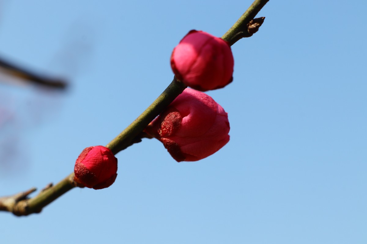 天蓝梅花香（二）