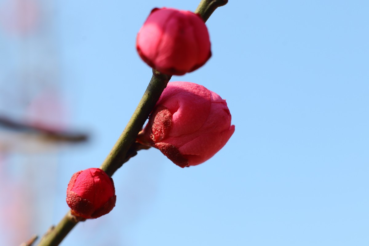 天蓝梅花香（二）