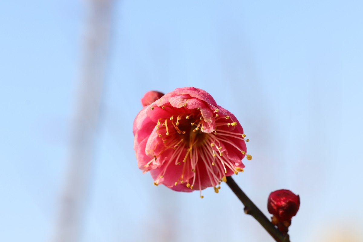 天蓝梅花香（二）