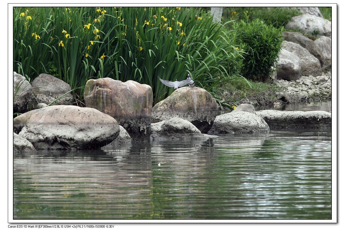 来一组完整的冠鱼狗喂鱼的片片（今天刚拍的）