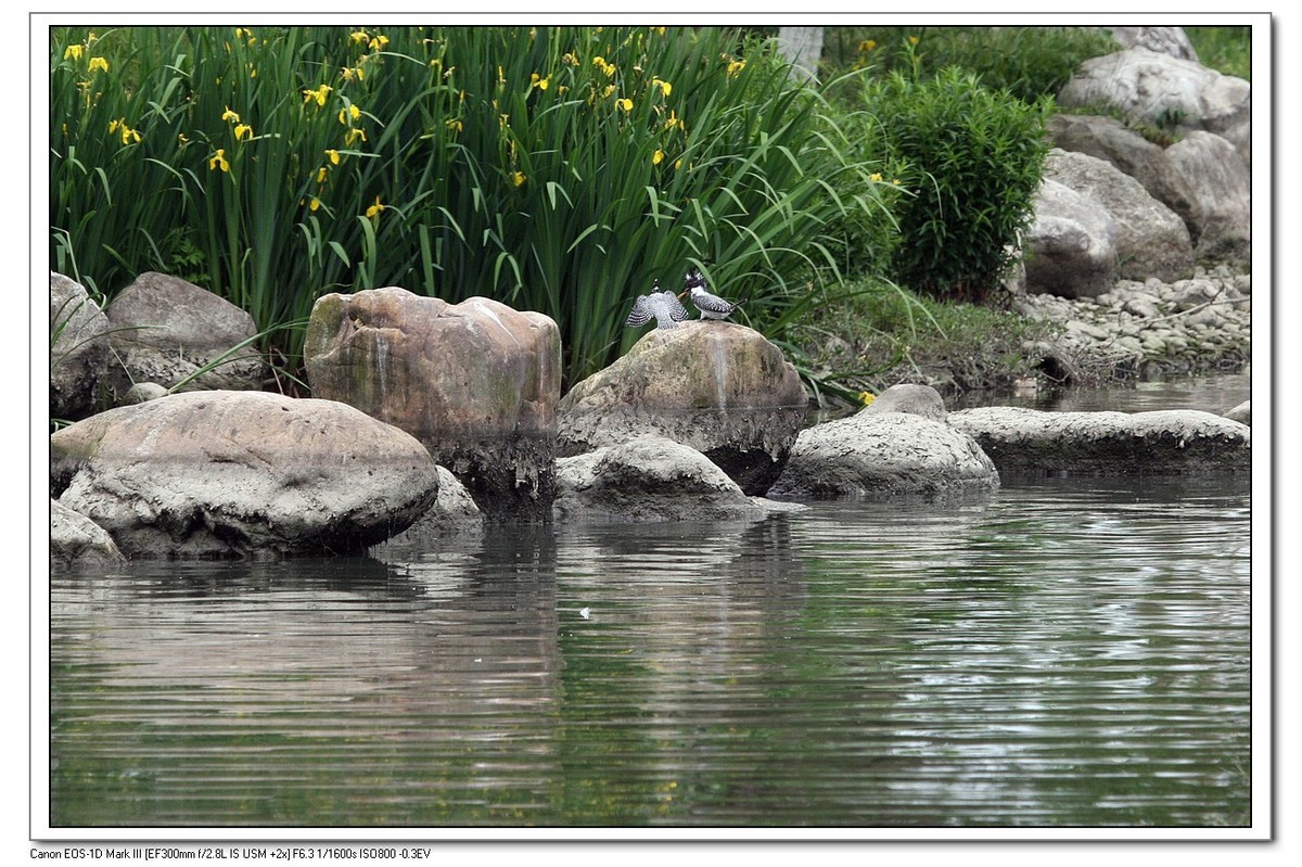 来一组完整的冠鱼狗喂鱼的片片（今天刚拍的）