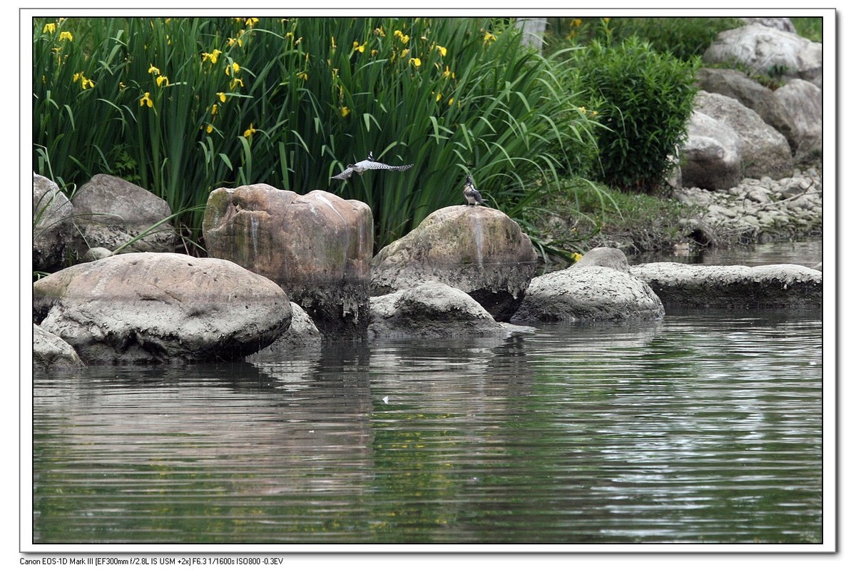 来一组完整的冠鱼狗喂鱼的片片（今天刚拍的）