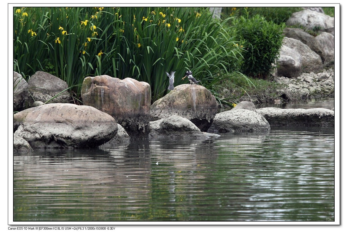 来一组完整的冠鱼狗喂鱼的片片（今天刚拍的）
