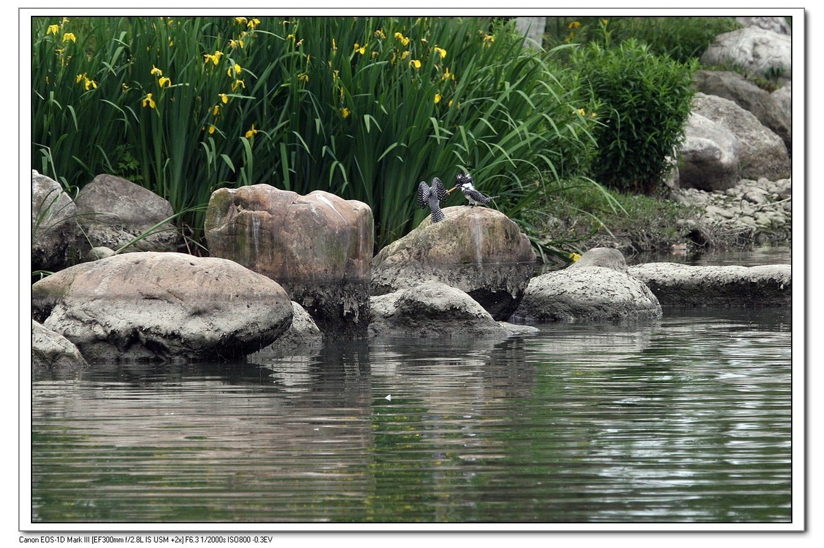 来一组完整的冠鱼狗喂鱼的片片（今天刚拍的）