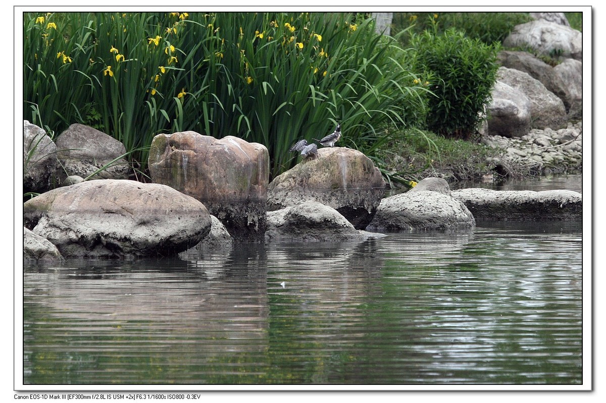 来一组完整的冠鱼狗喂鱼的片片（今天刚拍的）