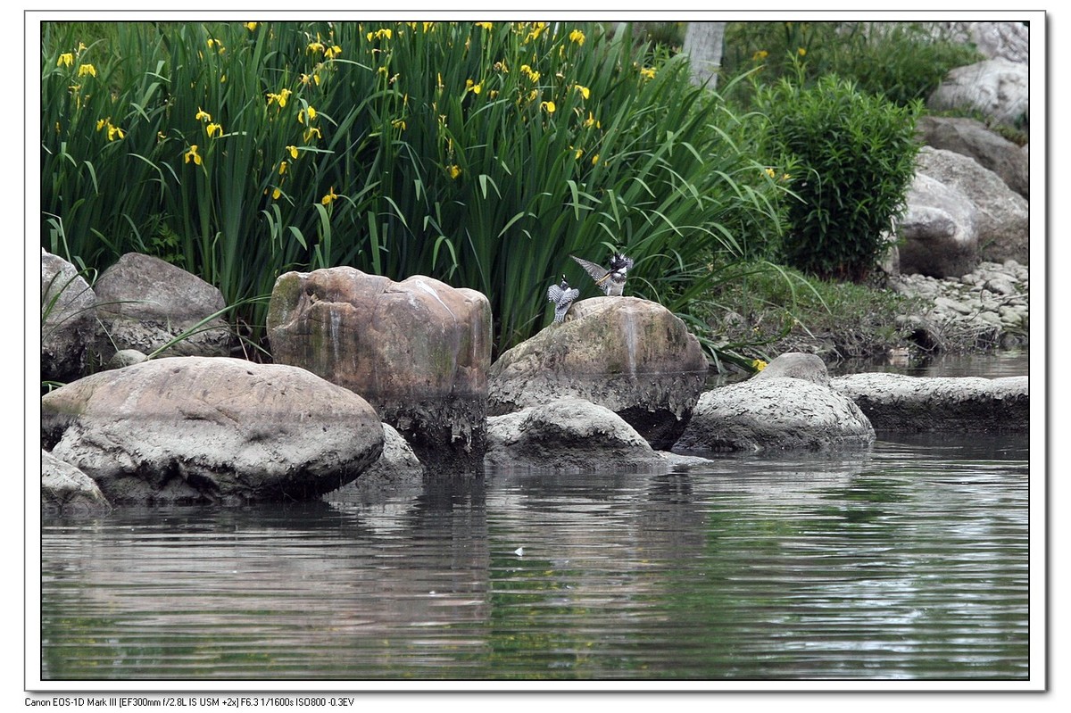 来一组完整的冠鱼狗喂鱼的片片（今天刚拍的）
