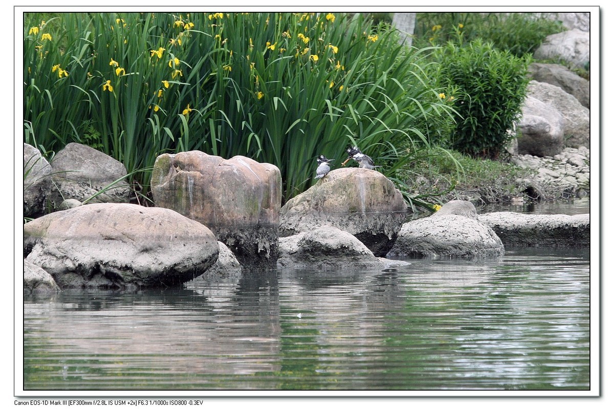 来一组完整的冠鱼狗喂鱼的片片（今天刚拍的）