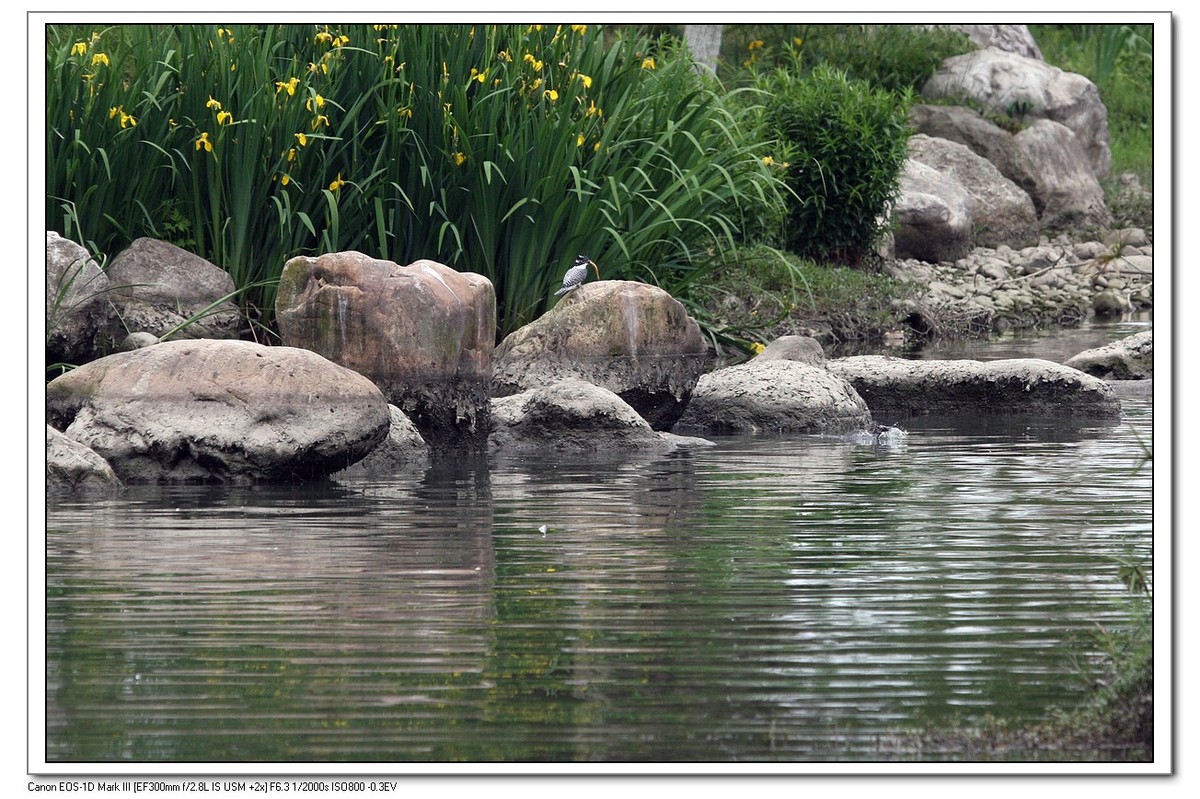 来一组完整的冠鱼狗喂鱼的片片（今天刚拍的）