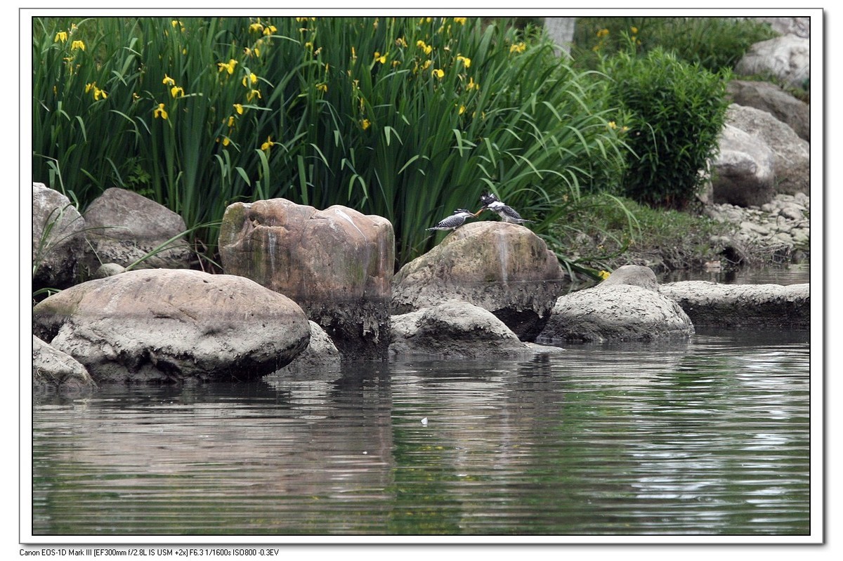 来一组完整的冠鱼狗喂鱼的片片（今天刚拍的）