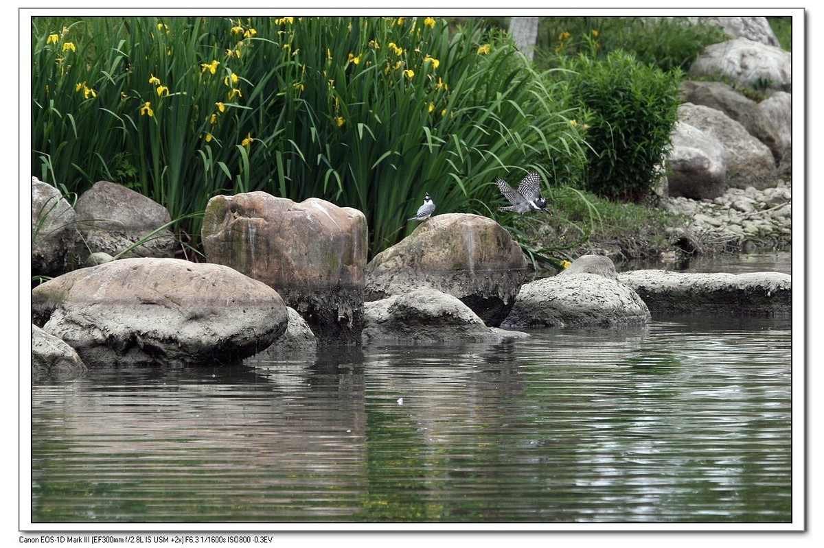 来一组完整的冠鱼狗喂鱼的片片（今天刚拍的）