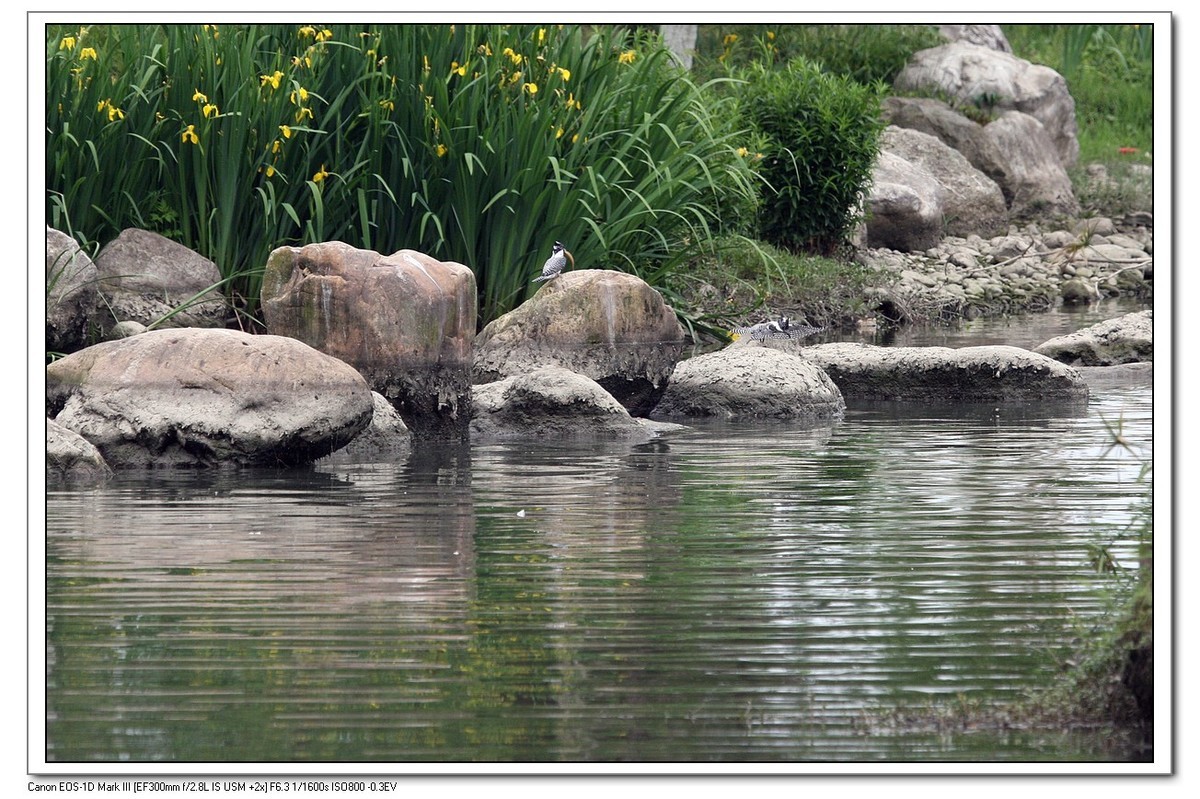 来一组完整的冠鱼狗喂鱼的片片（今天刚拍的）