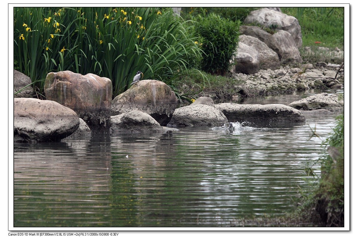来一组完整的冠鱼狗喂鱼的片片（今天刚拍的）