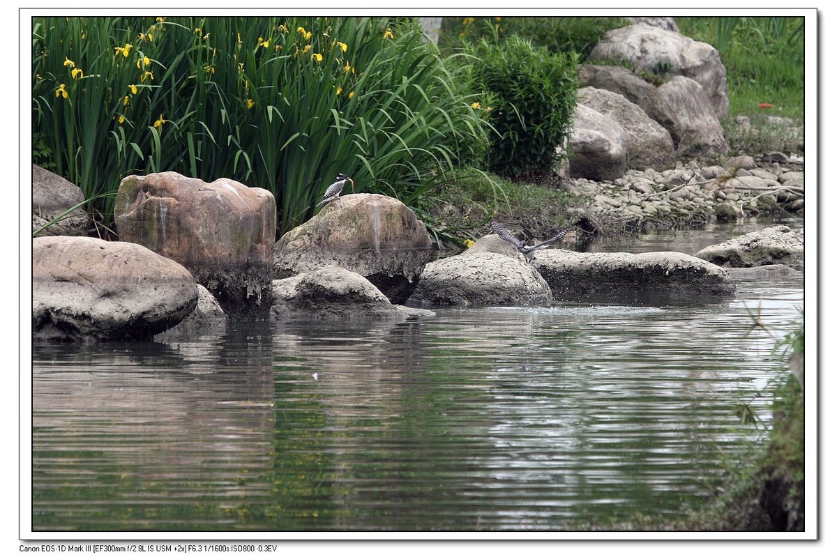 来一组完整的冠鱼狗喂鱼的片片（今天刚拍的）
