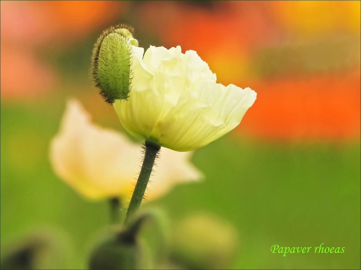 立春盛开虞美人