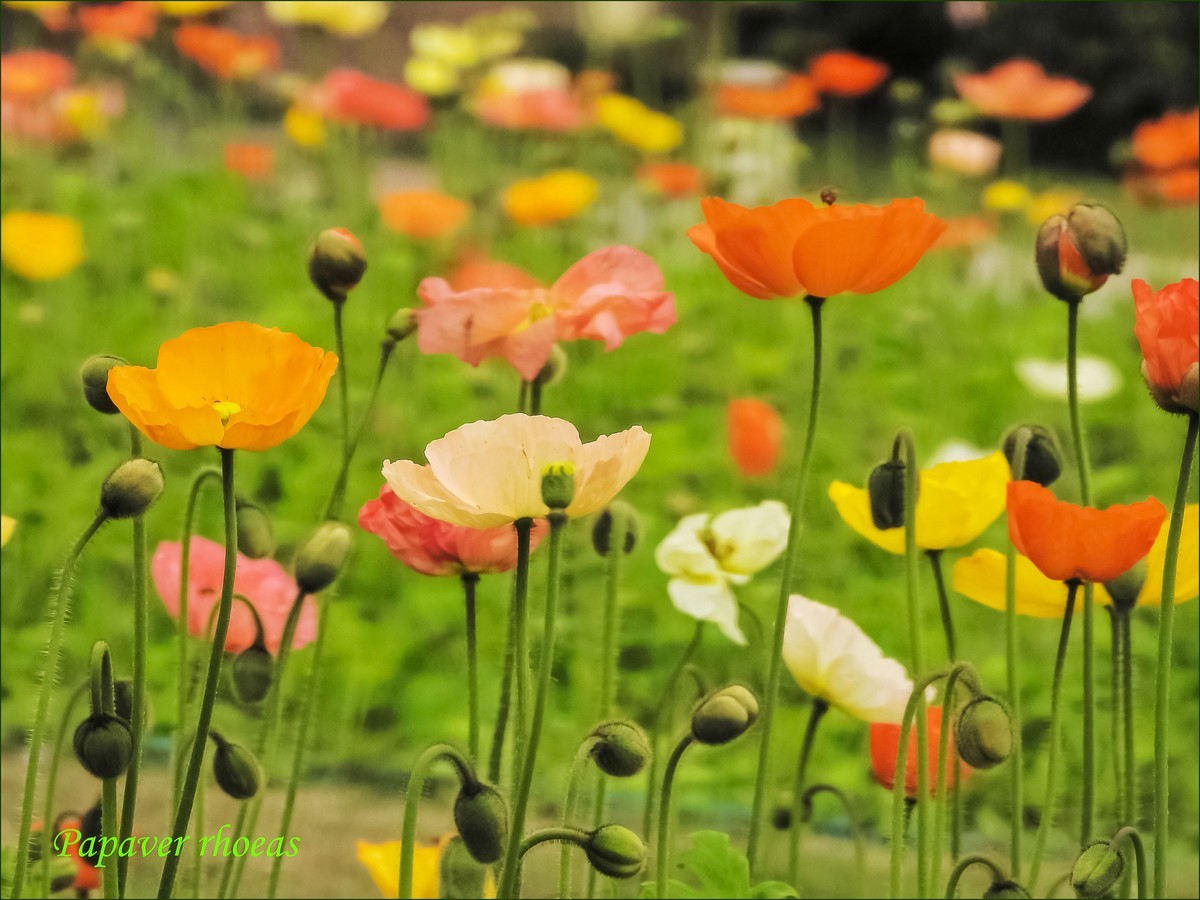 立春盛开虞美人