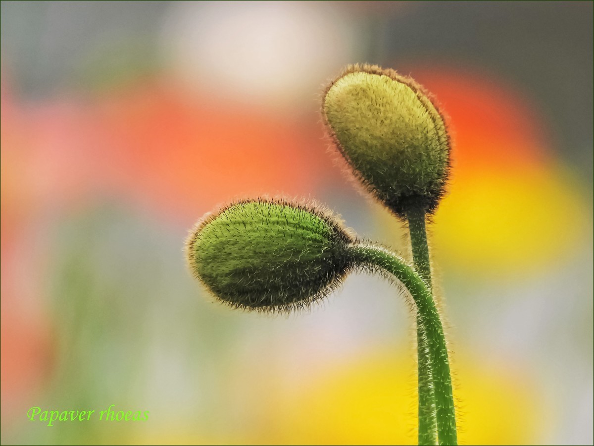 立春盛开虞美人