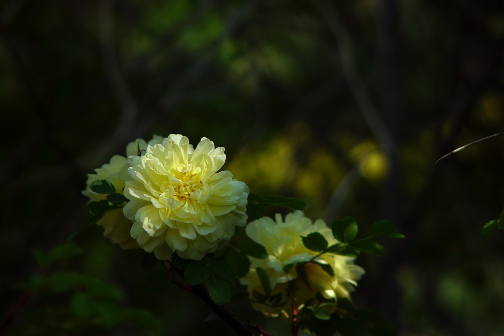 #版主坐堂#小五星空(中国)2022年5月精品荟萃