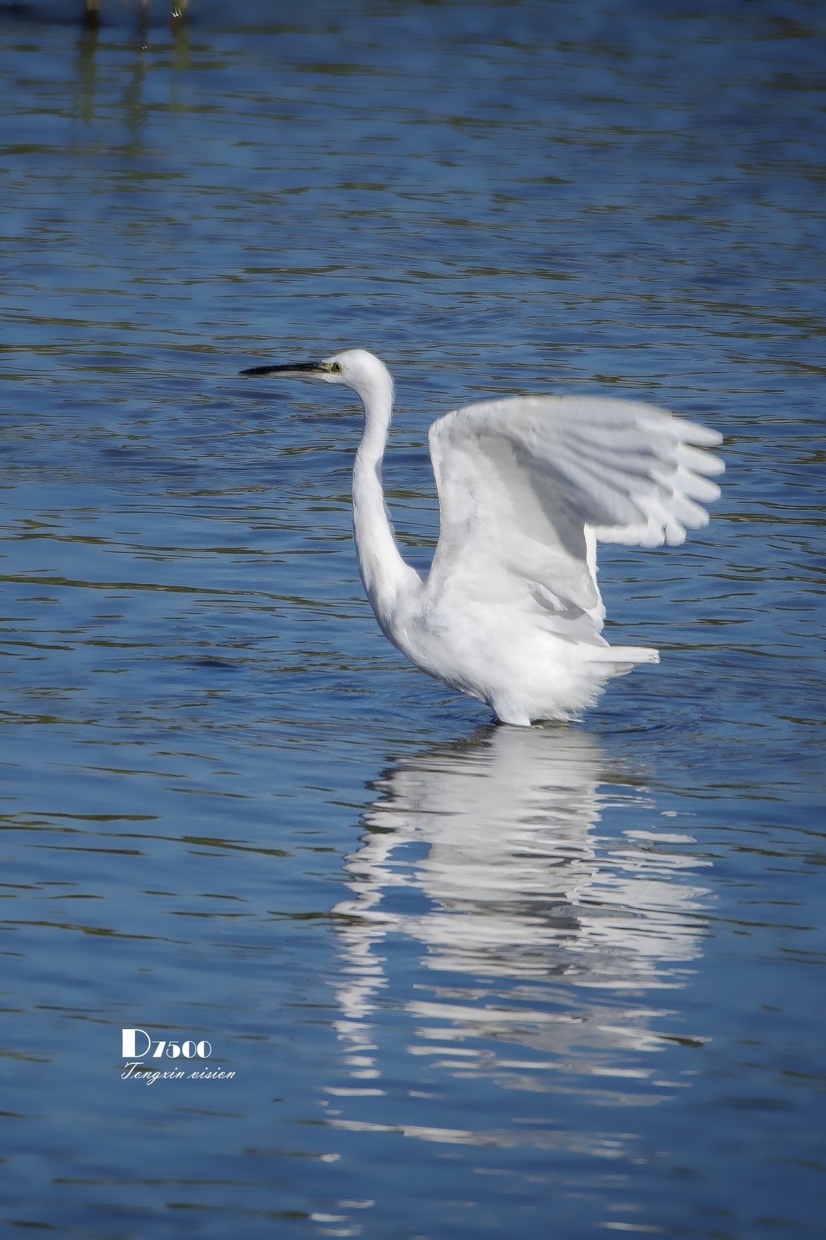 阜新白鹭洲（8）