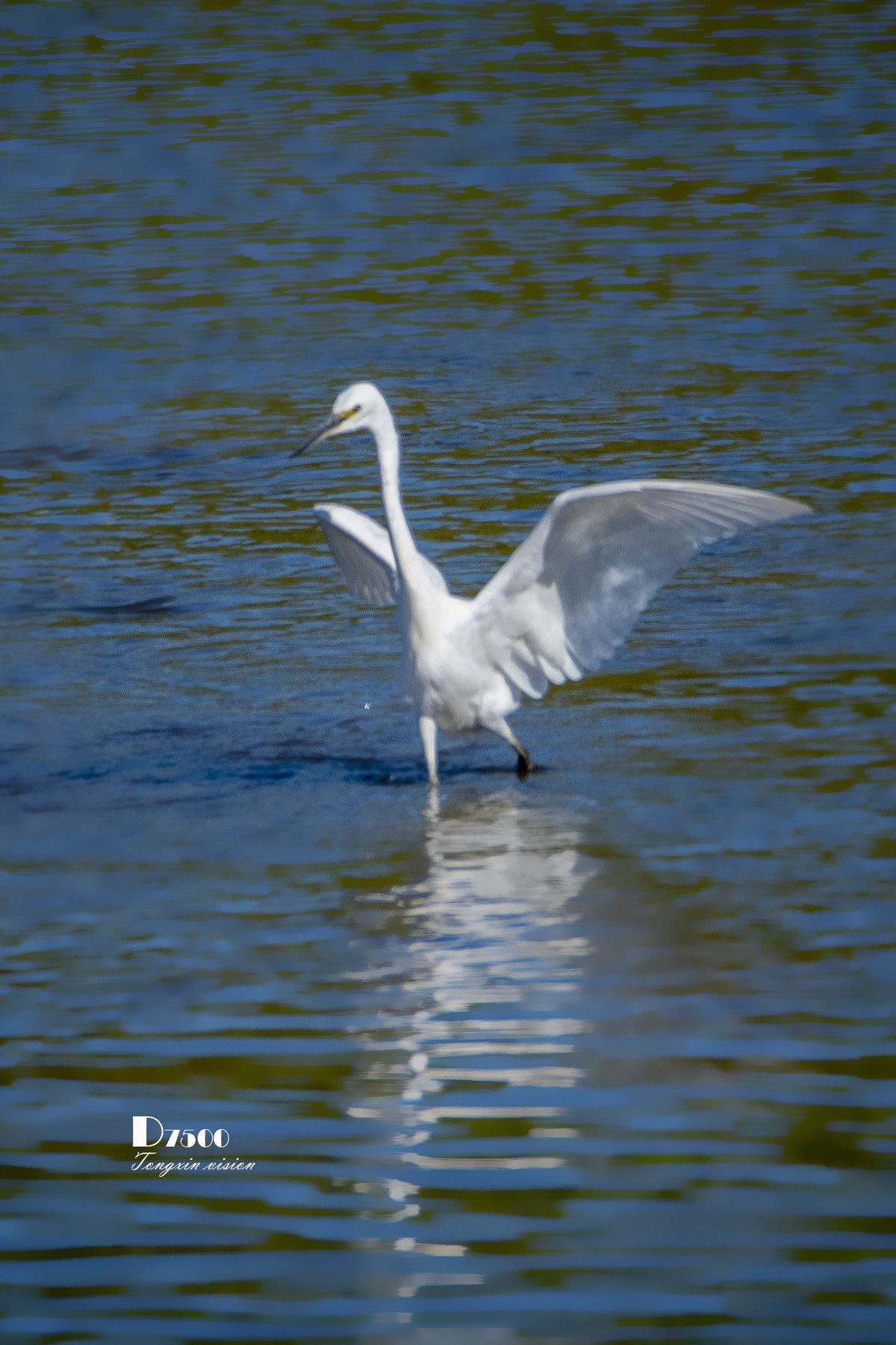 阜新白鹭洲（8）
