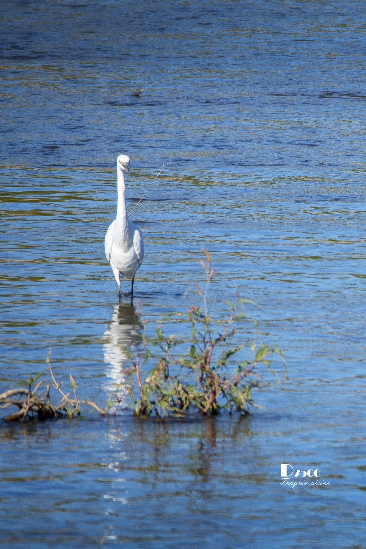 阜新白鹭洲（8）