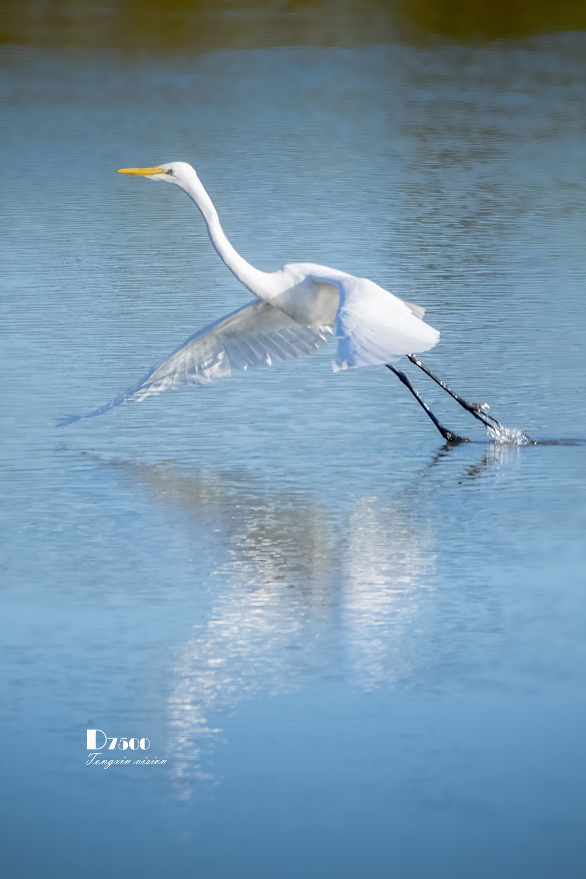 阜新白鹭洲（8）