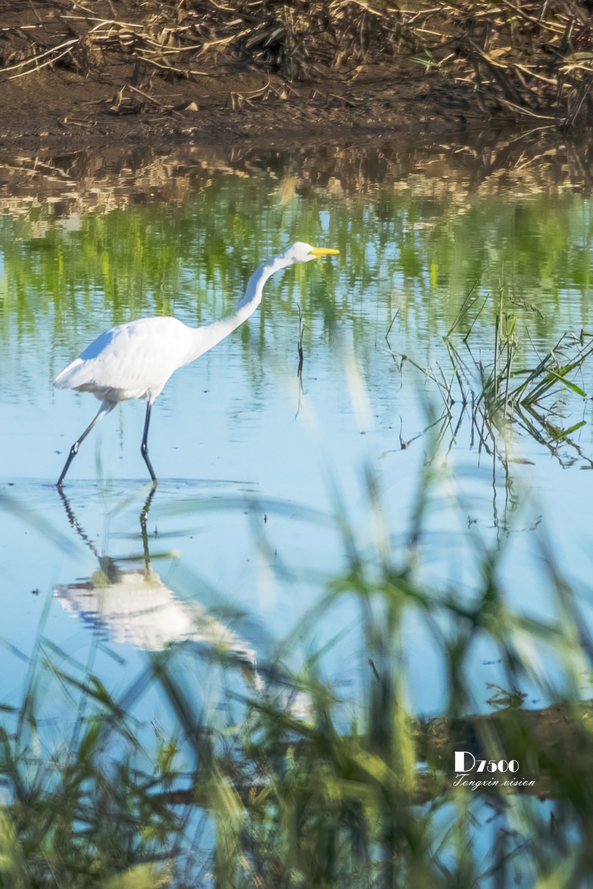 阜新白鹭洲（8）