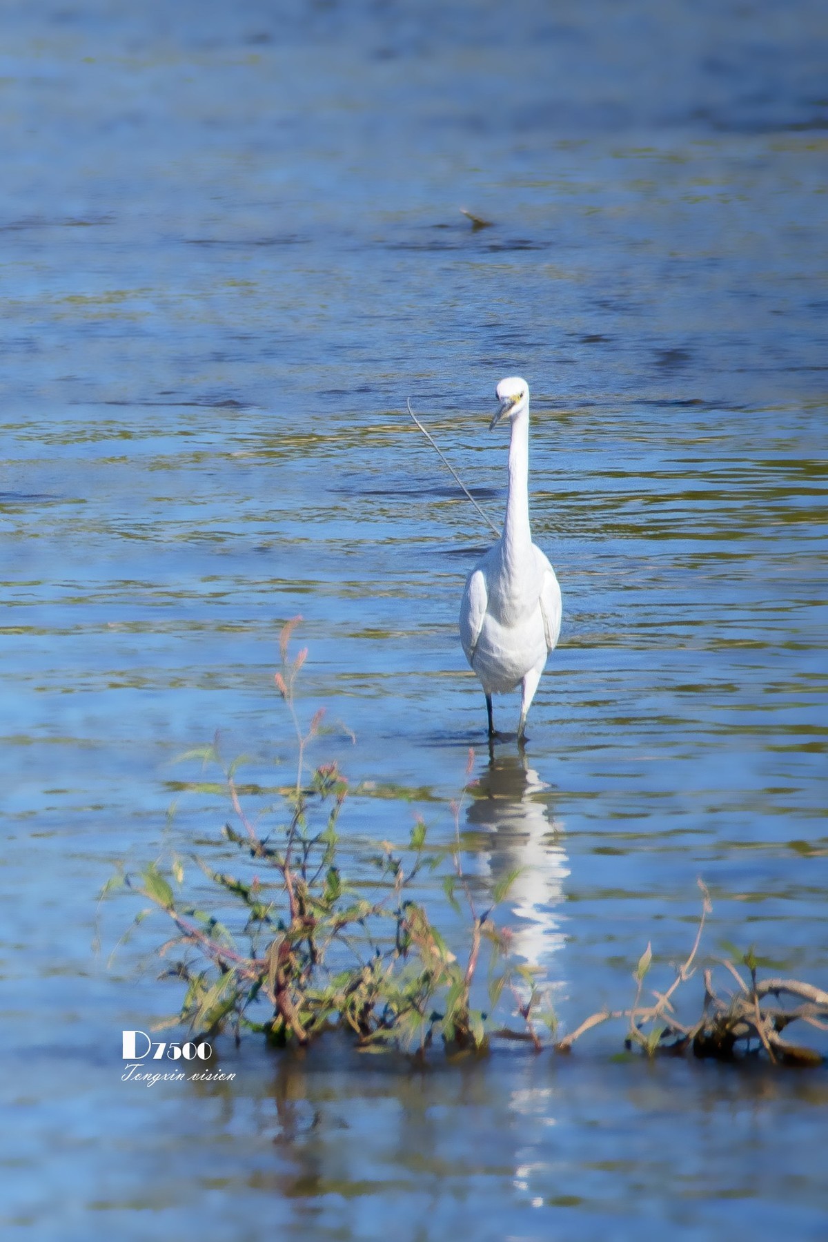 阜新白鹭洲（8）