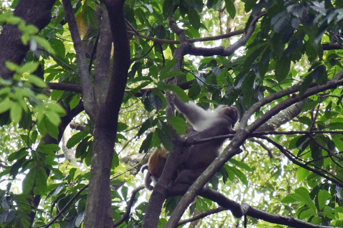 2022夏 湘赣边（67）“三女峰”左“猴子坡”