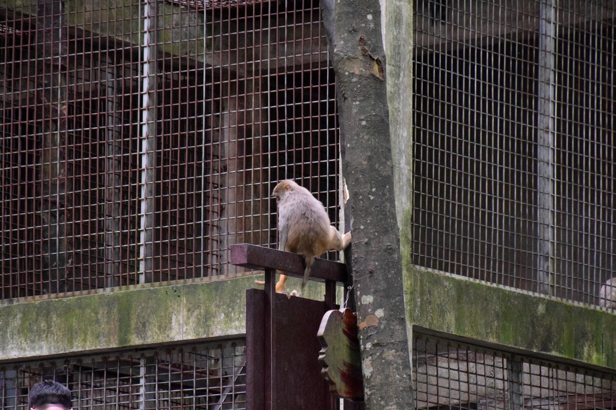 2022夏 湘赣边（67）“三女峰”左“猴子坡”