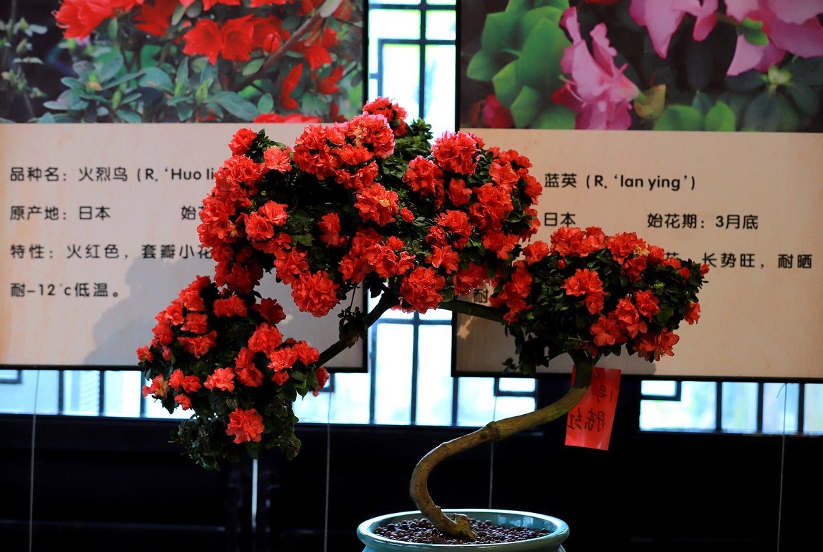 绣山公园杜鹃花花展