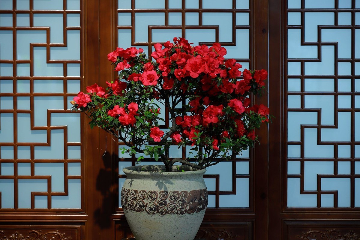 绣山公园杜鹃花花展