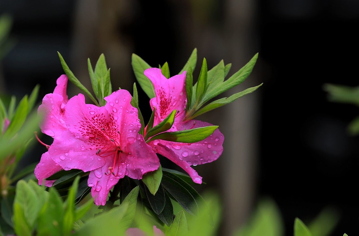 绣山公园杜鹃花花展