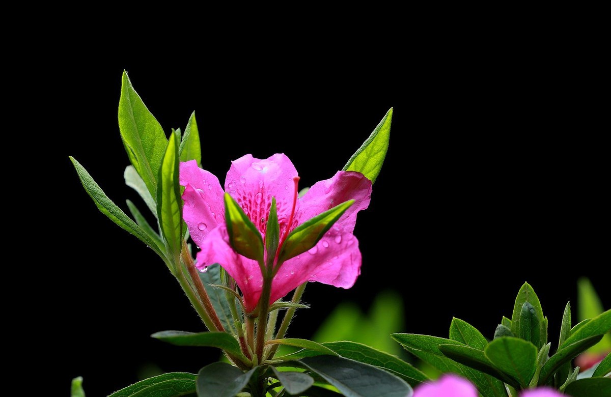 绣山公园杜鹃花花展