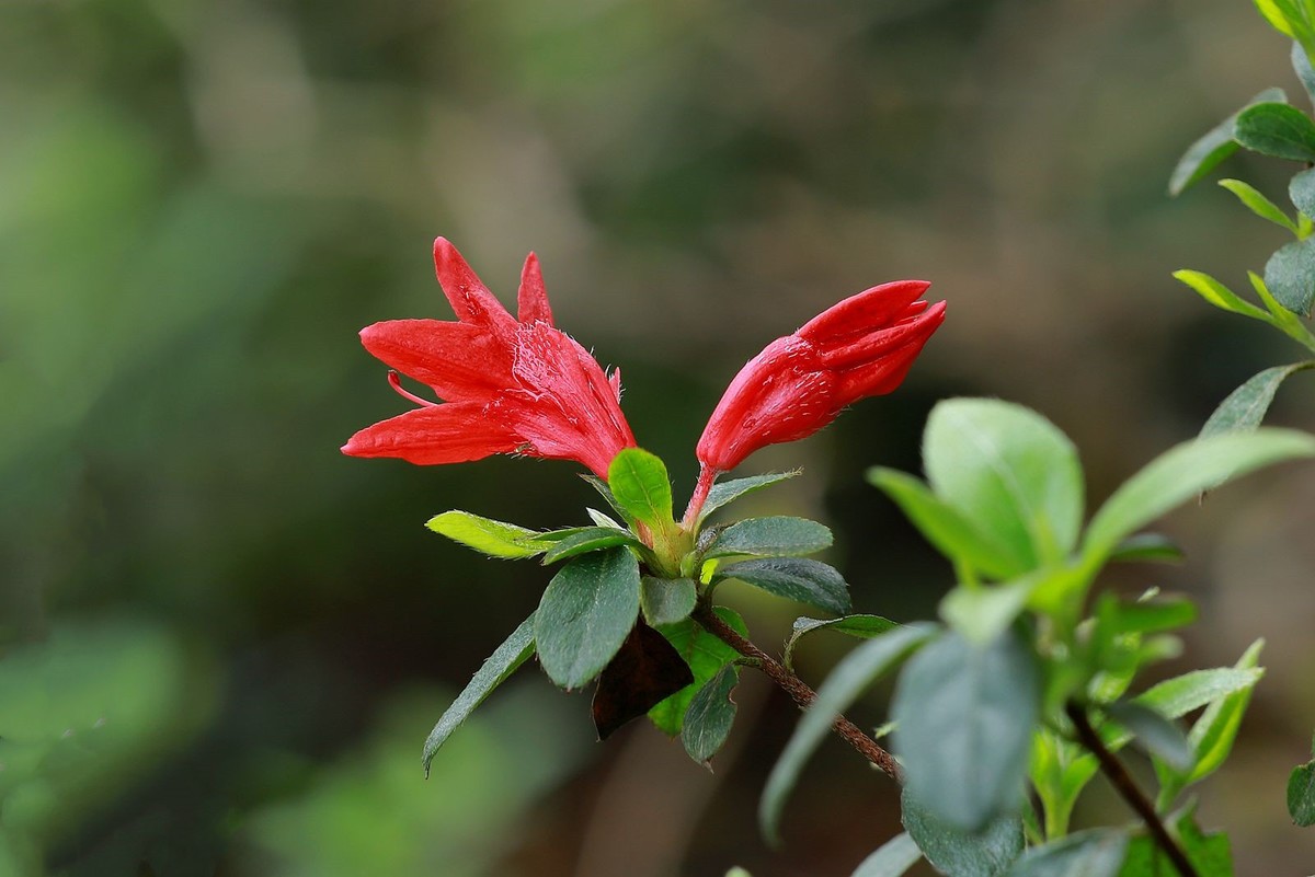 绣山公园杜鹃花花展