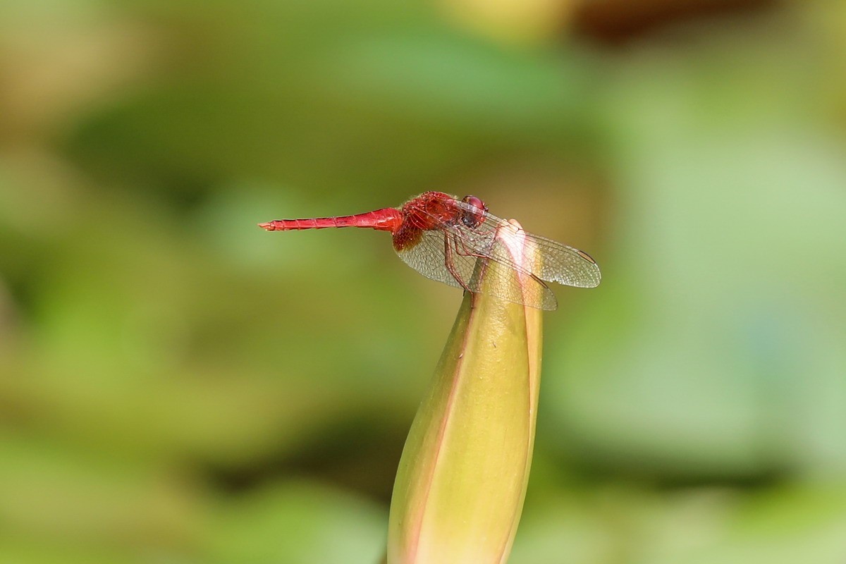 虹湾公园5----红蜻蜓