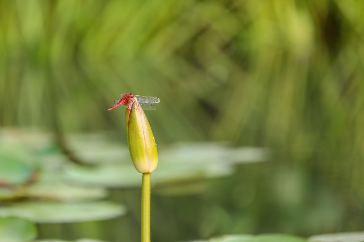 虹湾公园5----红蜻蜓
