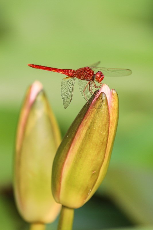 虹湾公园5----红蜻蜓