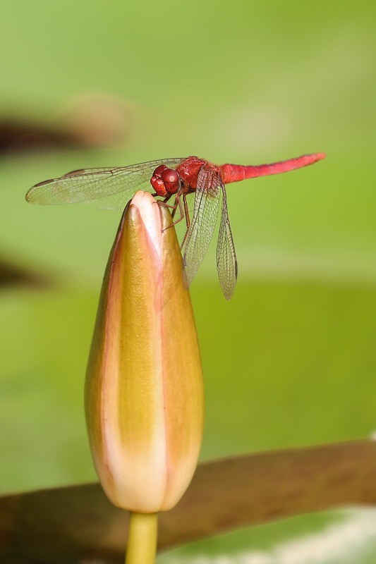 虹湾公园5----红蜻蜓