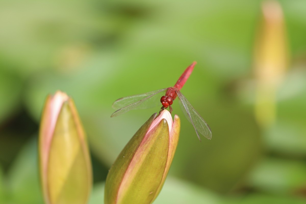 虹湾公园5----红蜻蜓