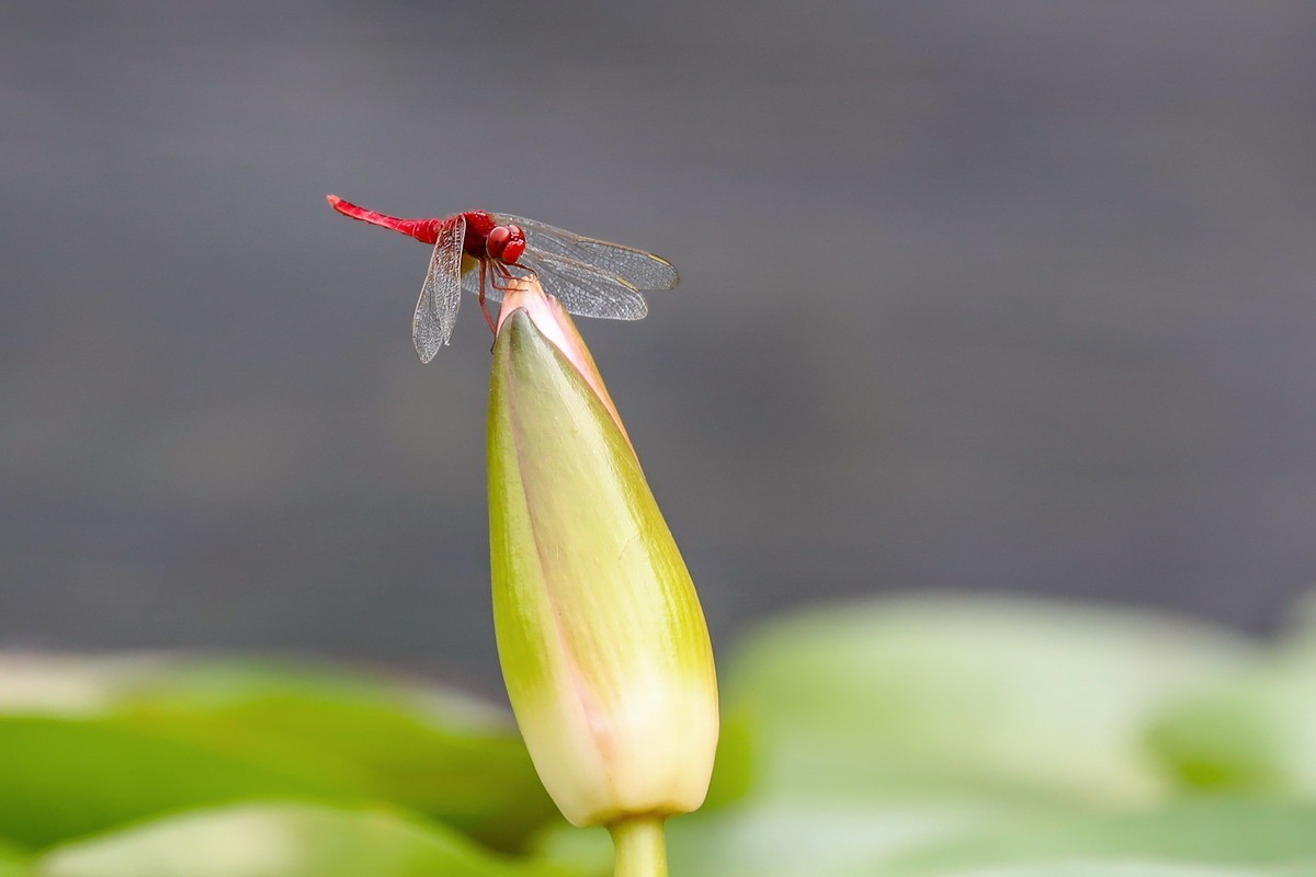 虹湾公园5----红蜻蜓