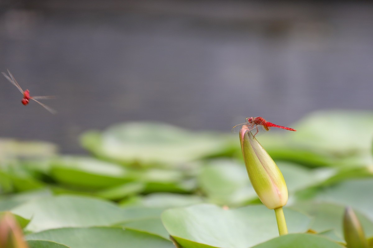 虹湾公园5----红蜻蜓