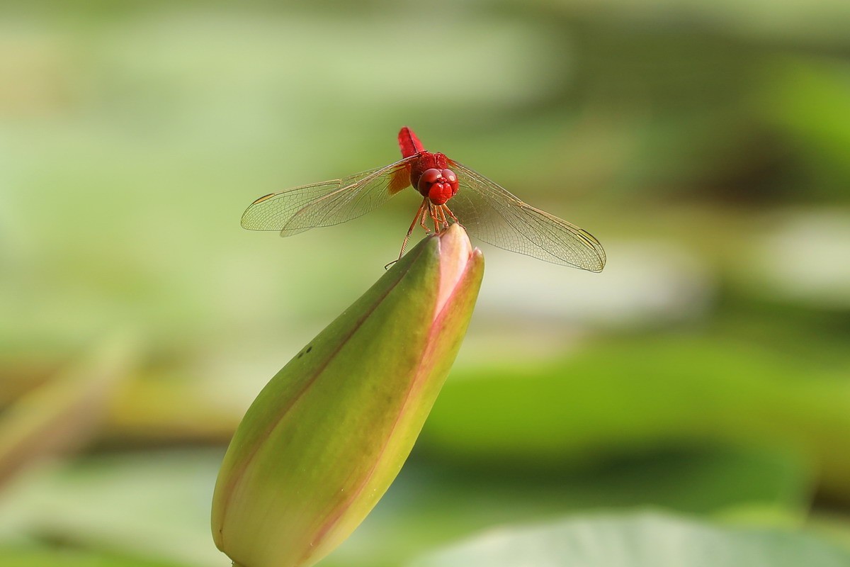 虹湾公园5----红蜻蜓