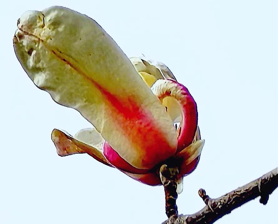 测试一下mate60pro的长焦微距