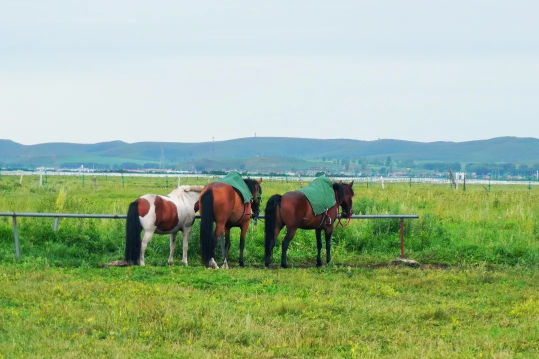 京北草原大汗行宫 | 初夏的草原美如画