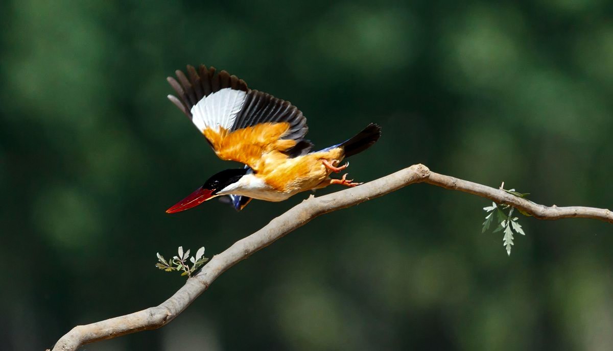 飞版蓝翡翠一组