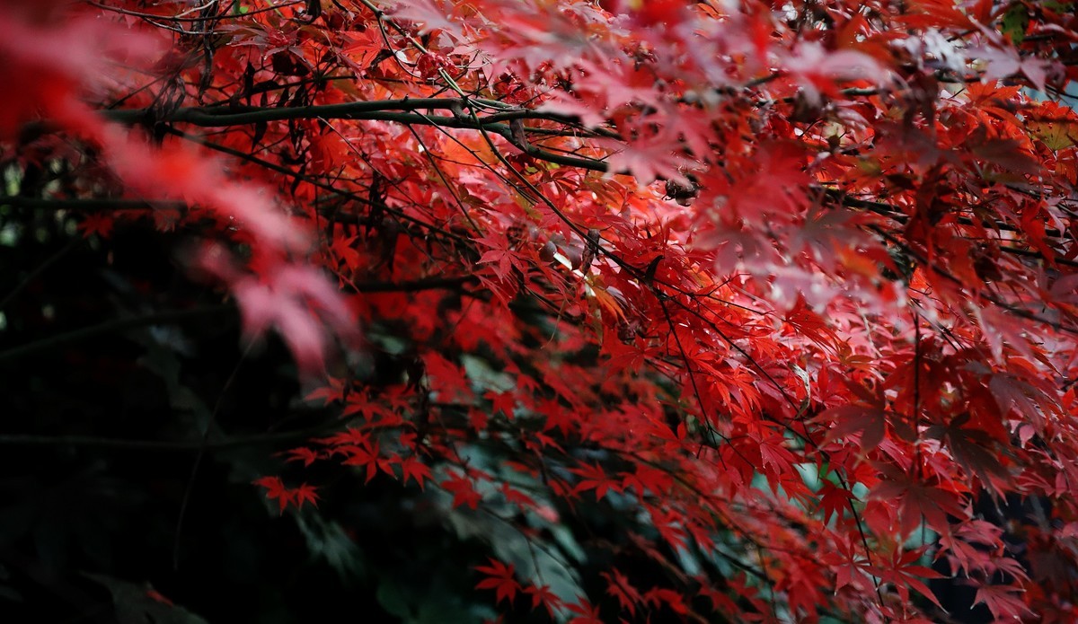 红枫