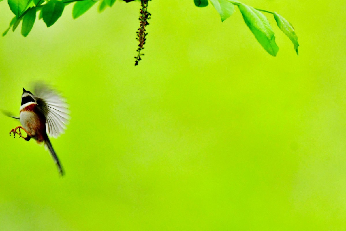 长尾山雀的午餐