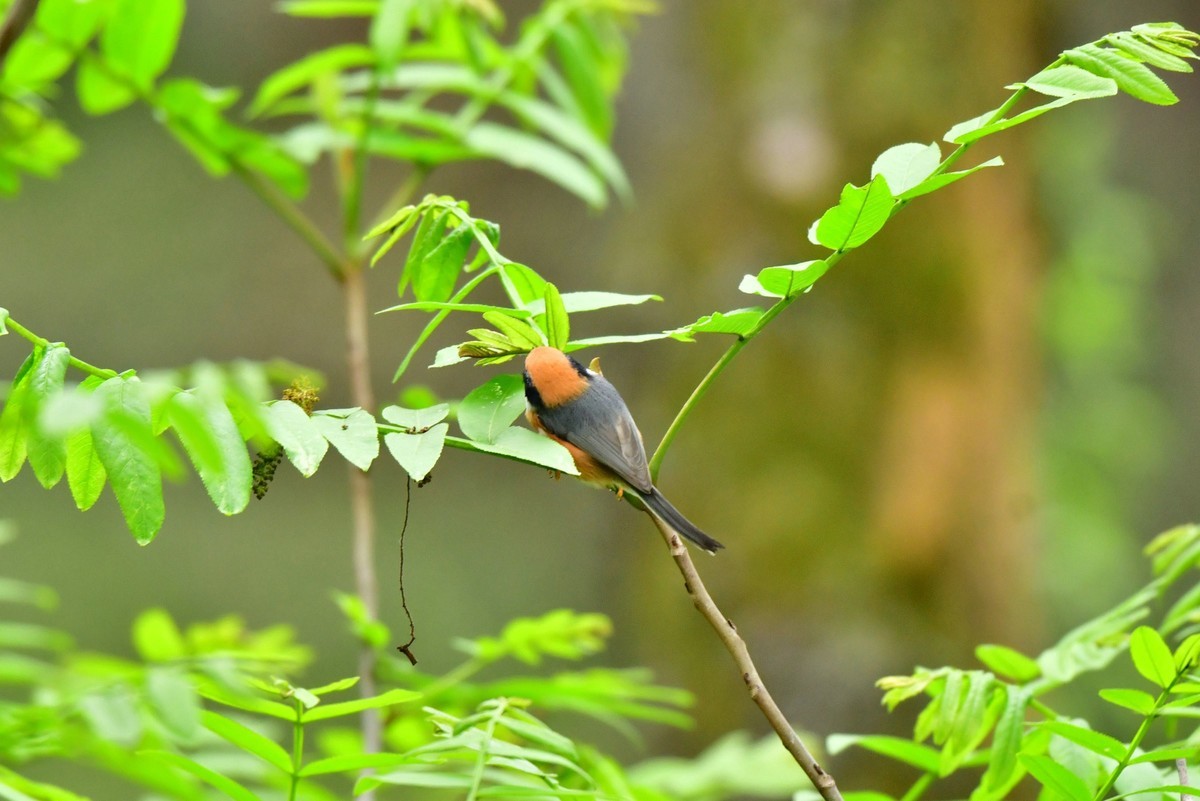 长尾山雀的午餐